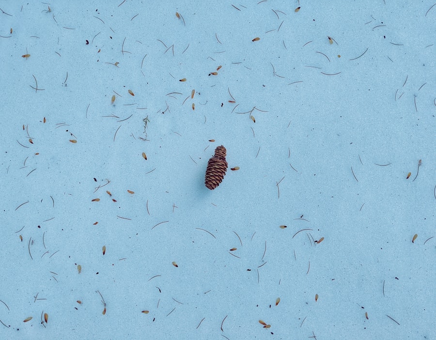Photo Autobiography of a Flea