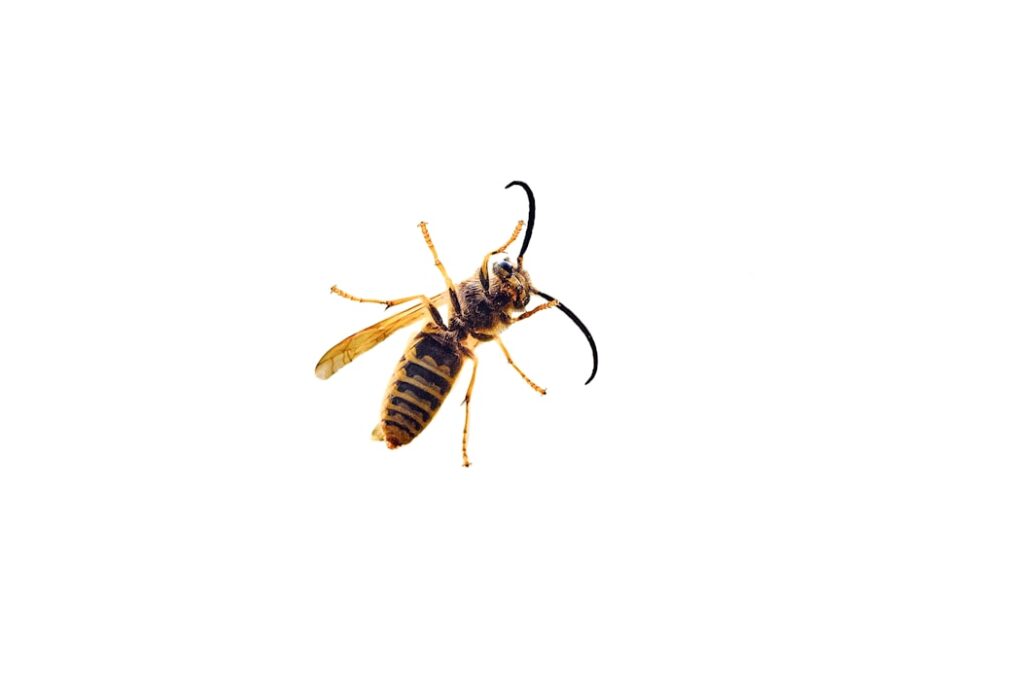 Photo Bug Bounty Bootcamp