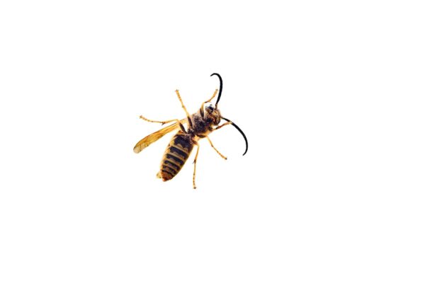 Photo Bug Bounty Bootcamp