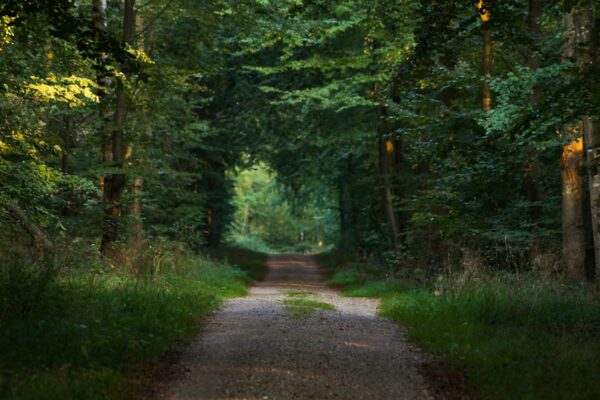 Photo Nature walk