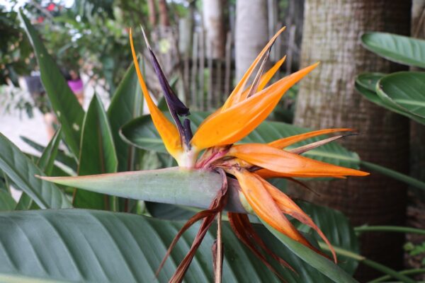 Photo Tropical paradise