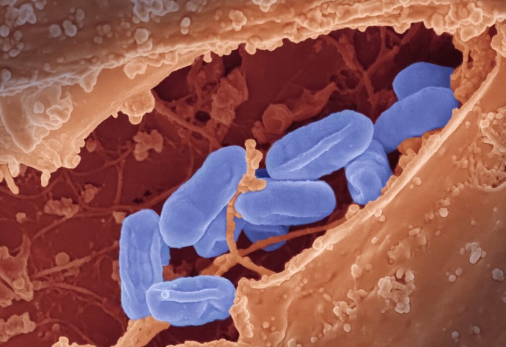 Photo Healthy gut bacteria