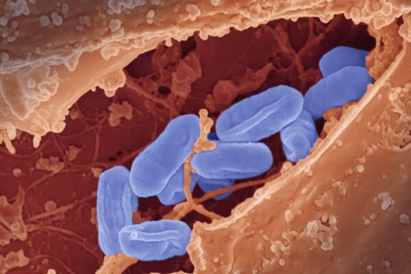 Photo Healthy gut bacteria