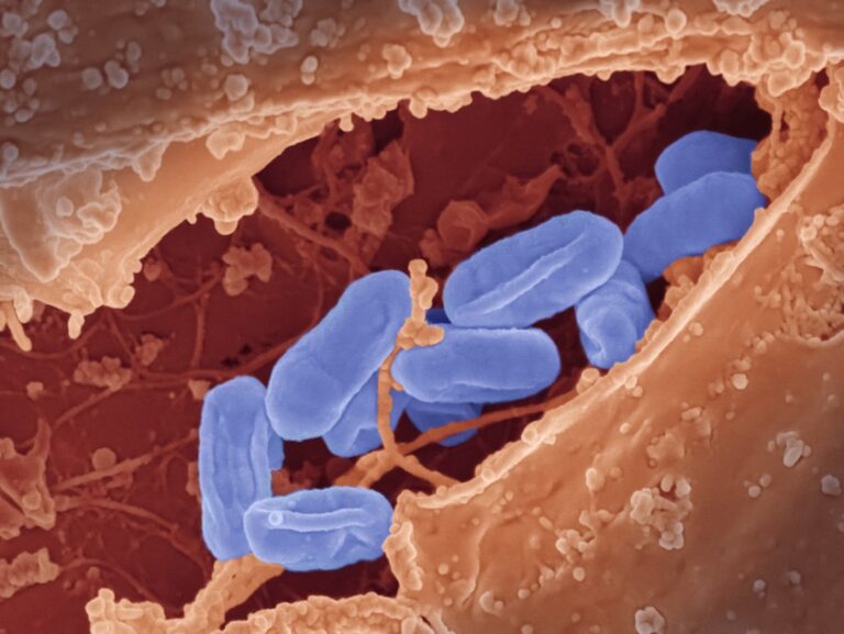 Photo Healthy gut bacteria