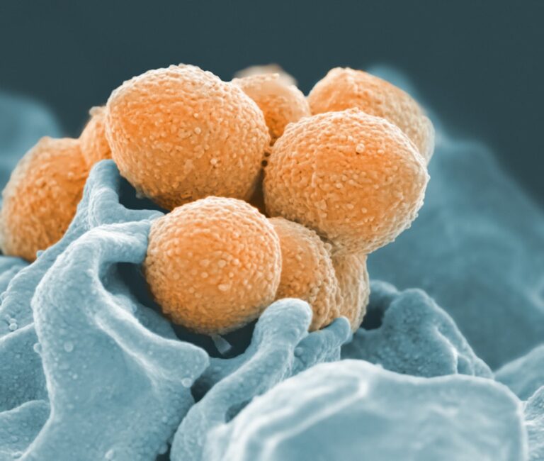 Photo Microscopic organisms
