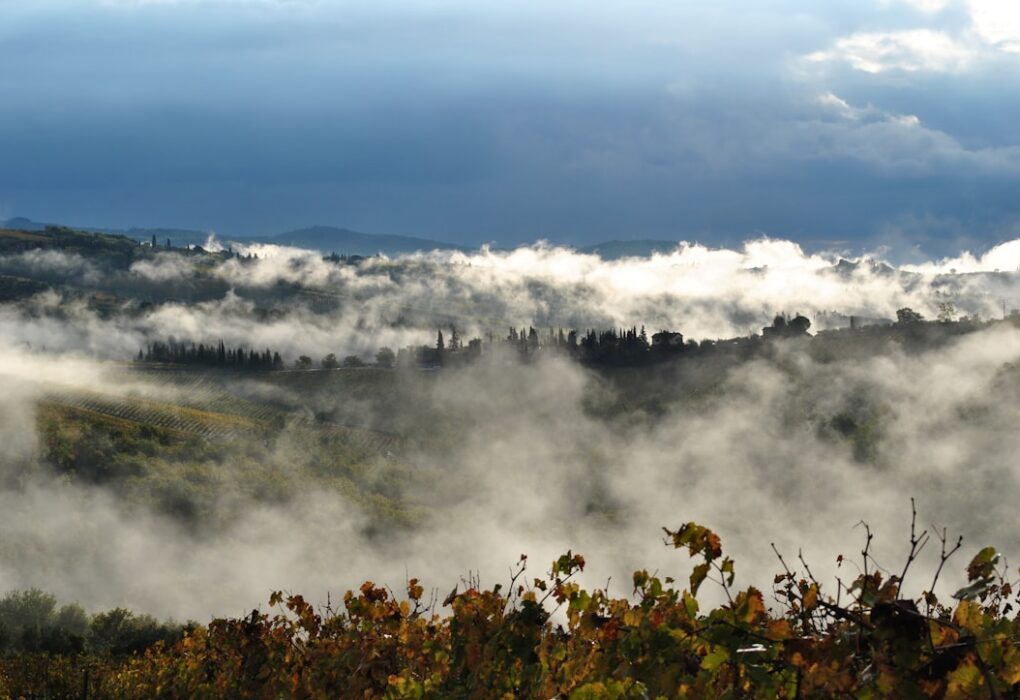 Photo Tuscan vineyard