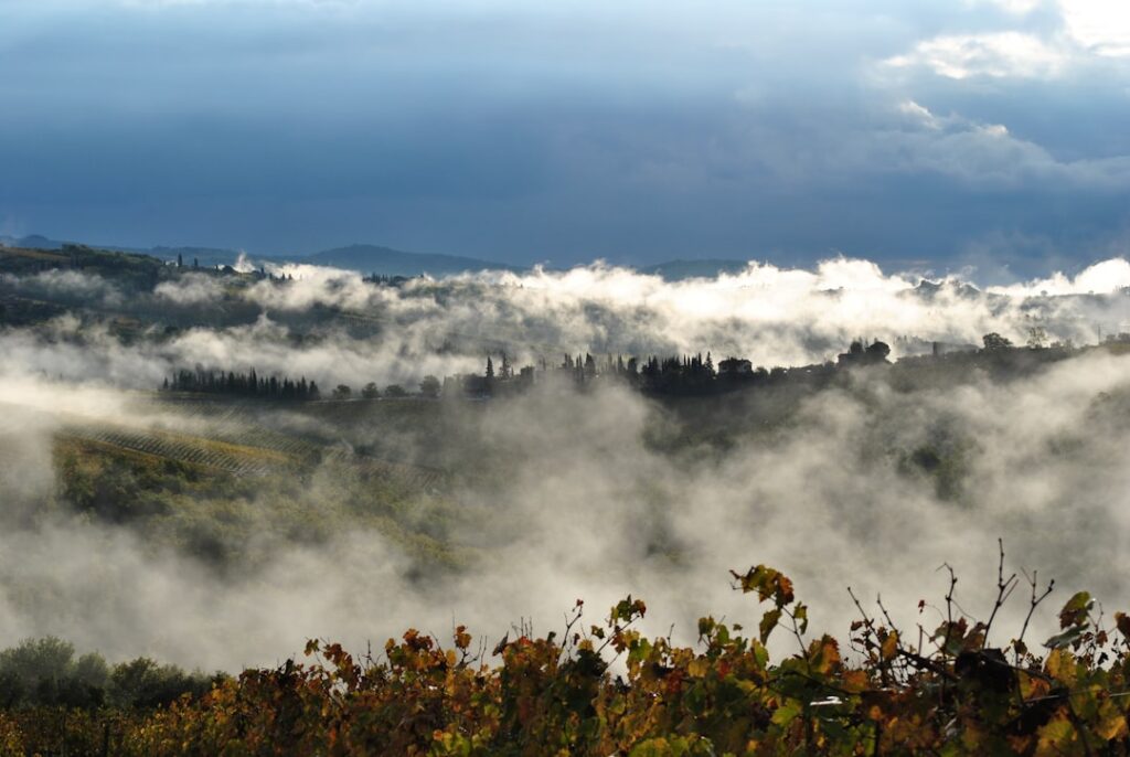Photo Tuscan vineyard