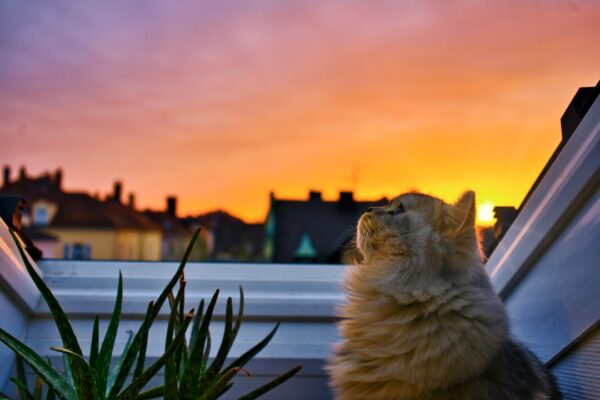Photo Peaceful sunset