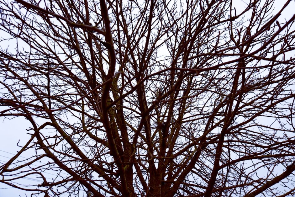 Photo Binary Tree