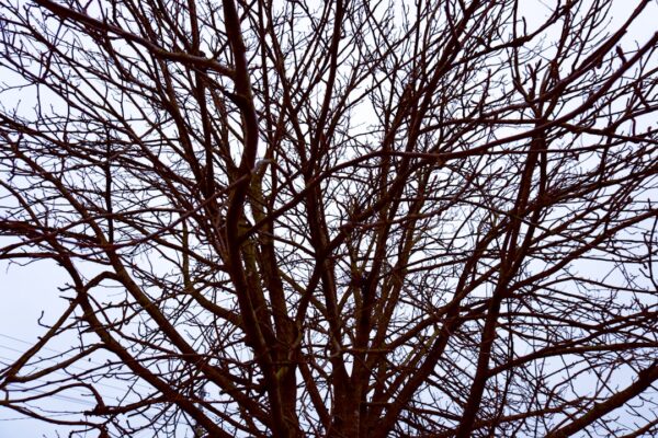 Photo Binary Tree