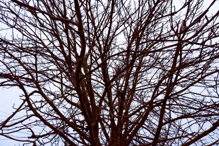 Photo Binary Tree