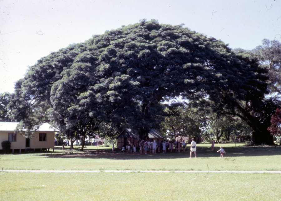 Photo Binary Tree