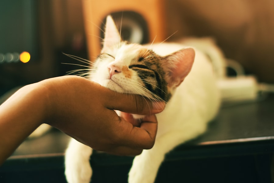 Photo Self-care
