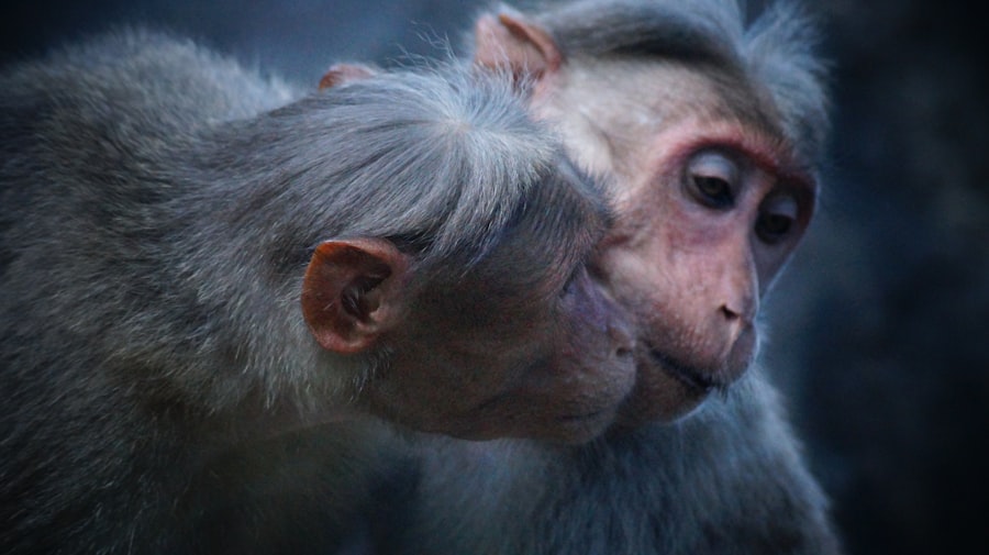 Chaos Monkeys
