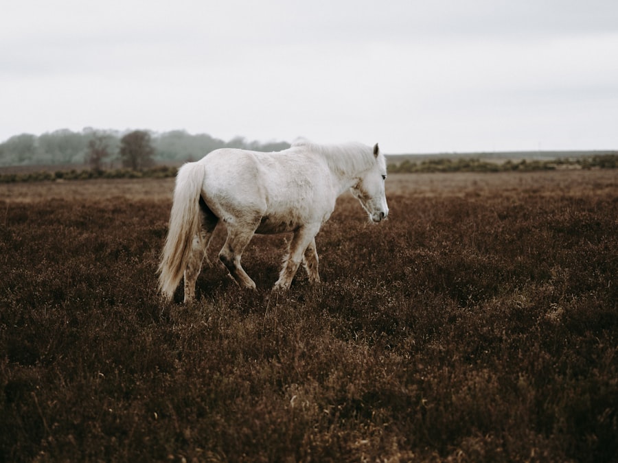 Unicorn Project