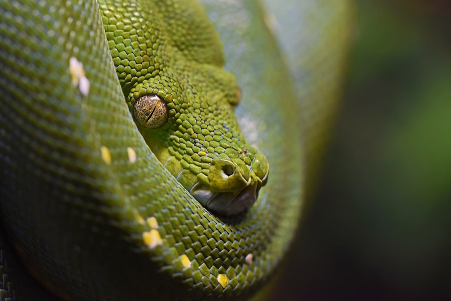 Python Networking