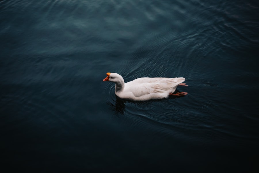 Autobiography of a Quack