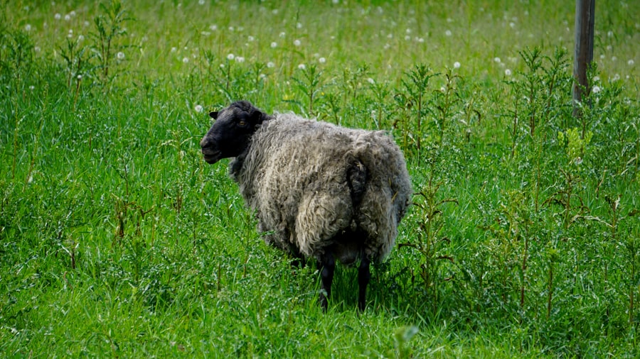 Baa Baa Black Sheep