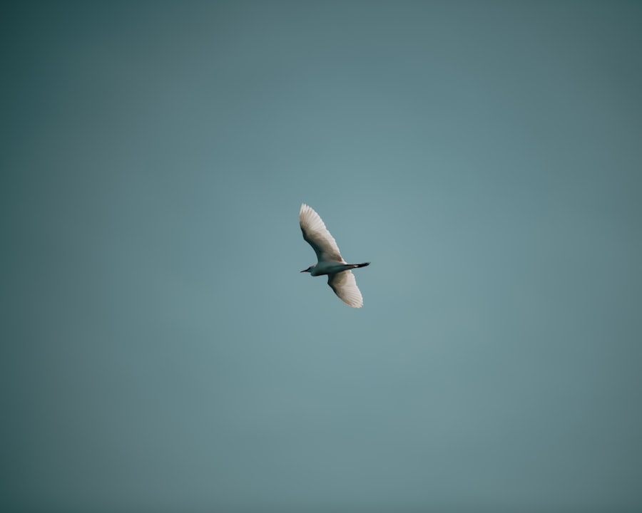 Born to Fly