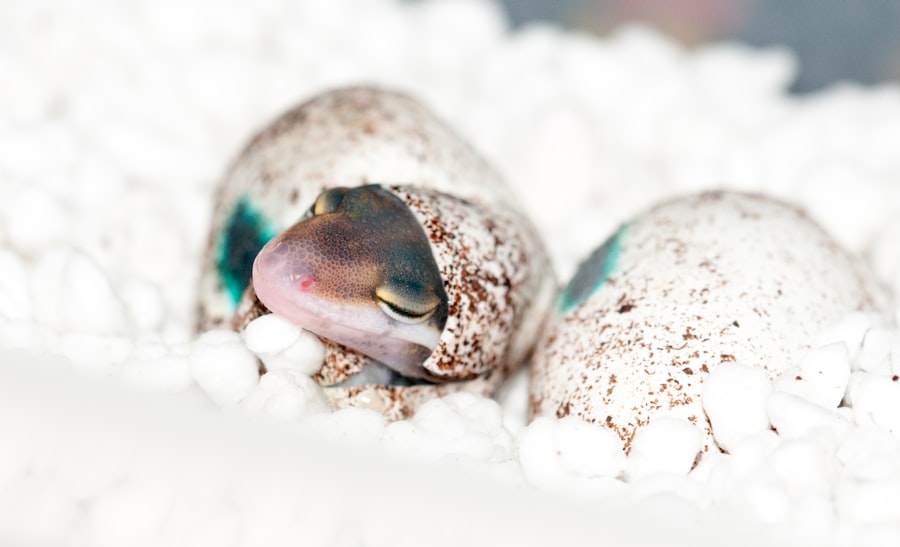 Photo Cuckoo’s Egg