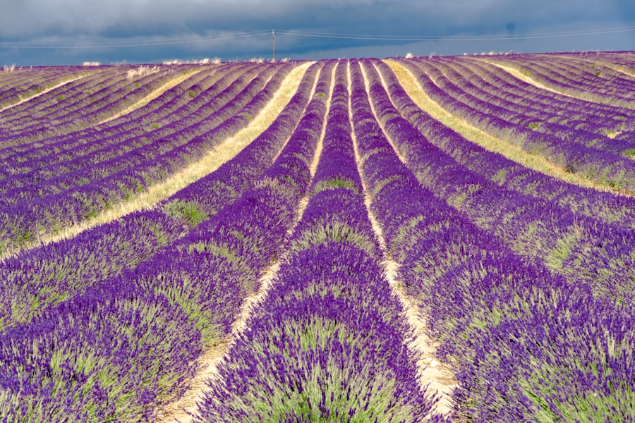 Photo Provence