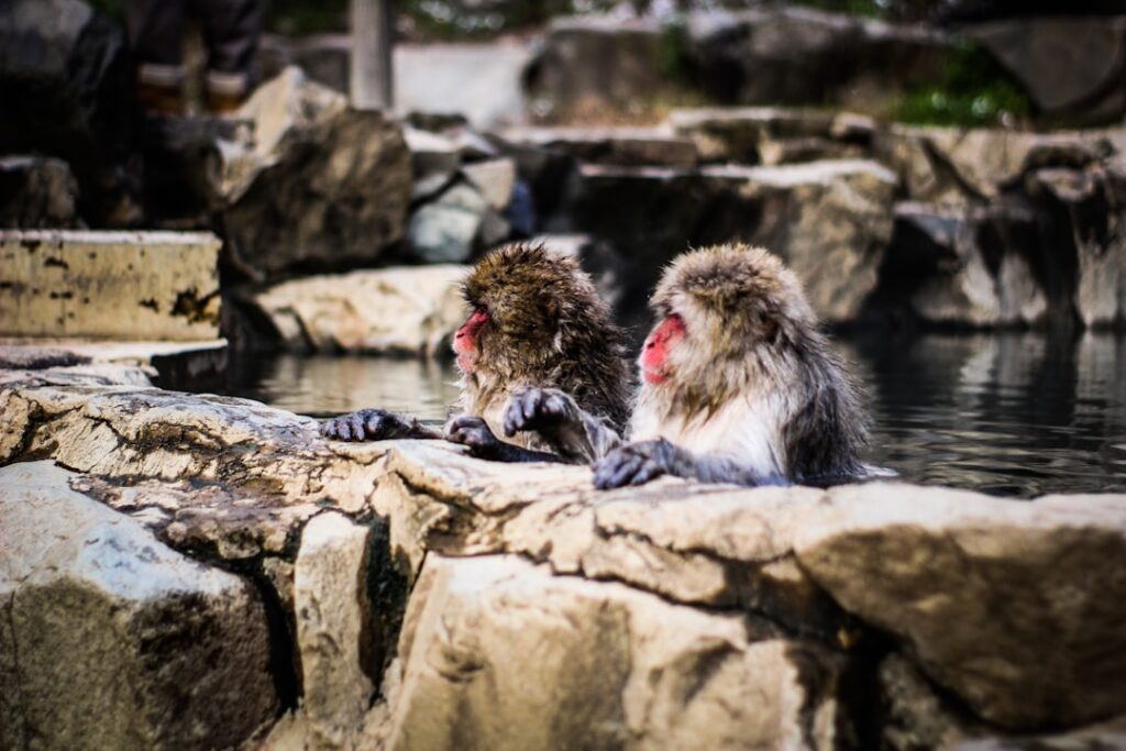 Photo Chaos Monkeys