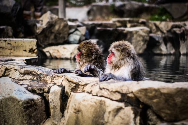 Photo Chaos Monkeys