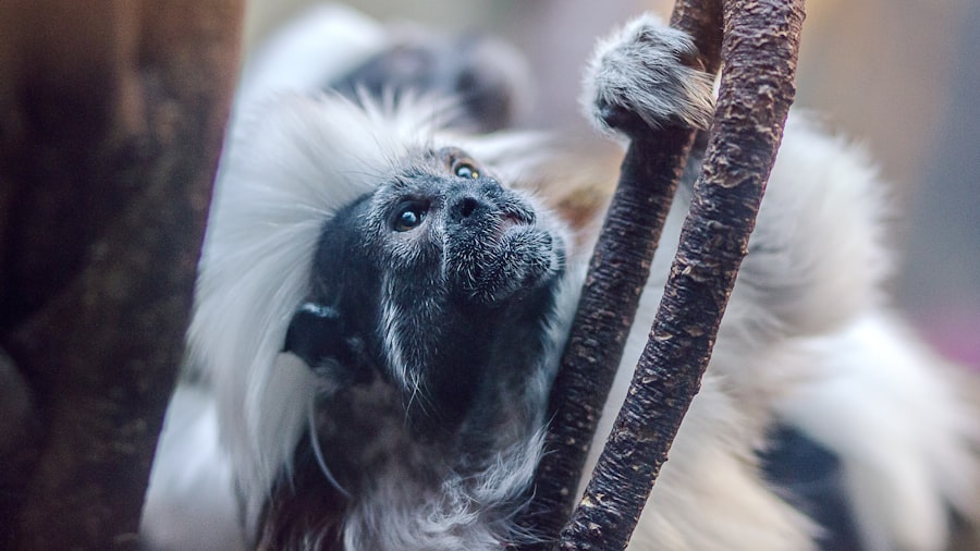 Photo Chaos Monkeys