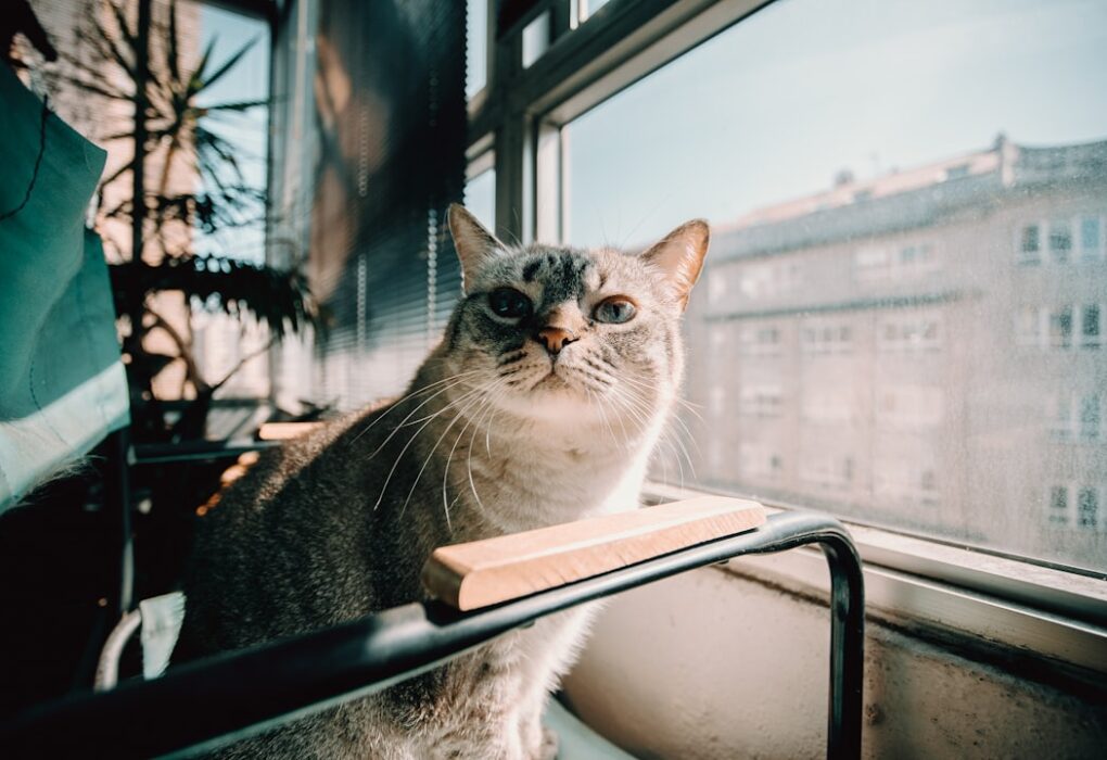 Photo Autobiography of a Cat