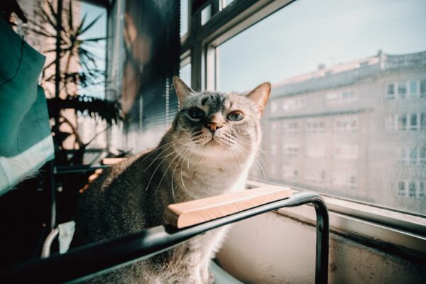 Photo Autobiography of a Cat