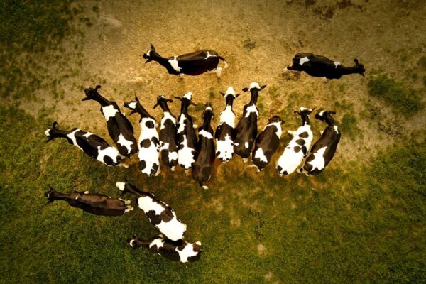 Photo Cult of the Dead Cow