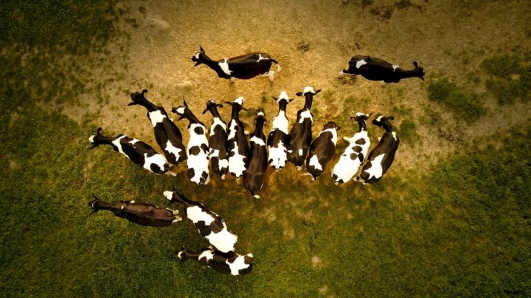 Photo Cult of the Dead Cow