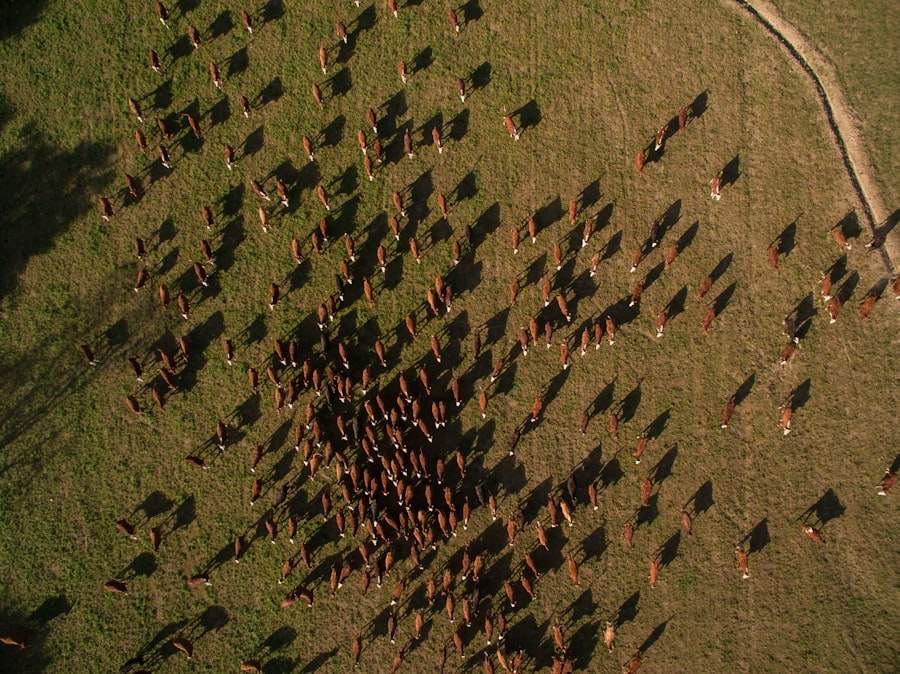 Photo Cult of the Dead Cow