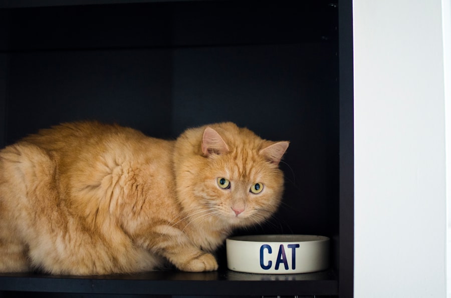 Photo Autobiography of a Cat