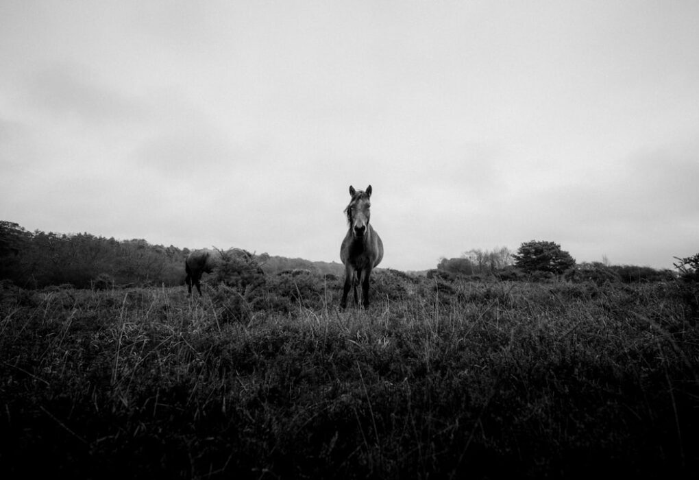 Photo Unicorn Project