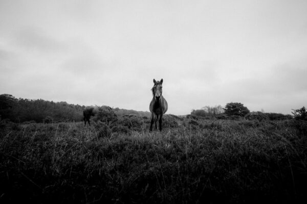 Photo Unicorn Project