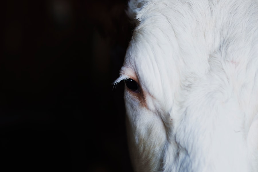 Photo Unicorn Project
