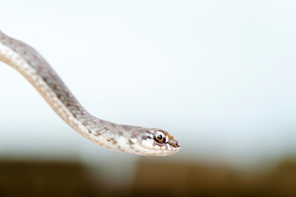 Photo Python Networking