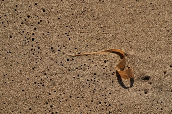 Photo Sandworm