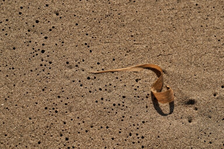 Photo Sandworm