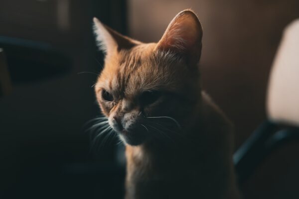 Photo Django