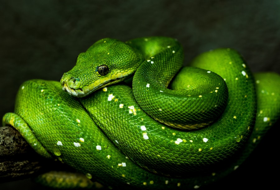 Photo Python