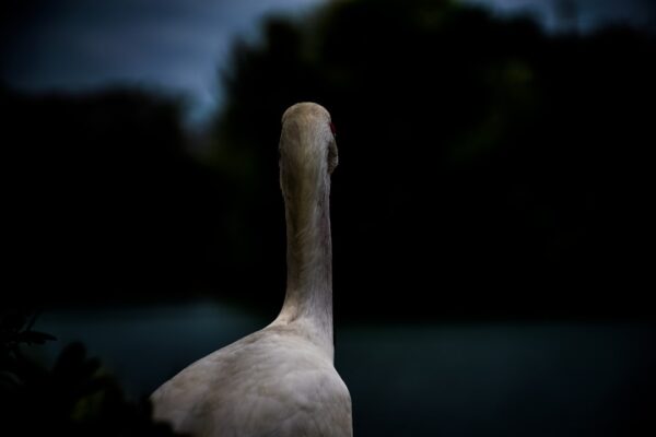 Photo Autobiography of a Quack