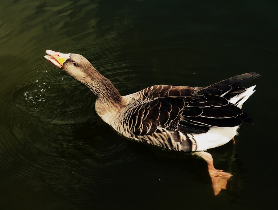 Photo Autobiography of a Quack