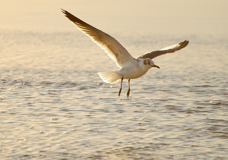 Photo Sea Flight