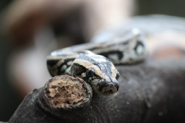 Photo Python