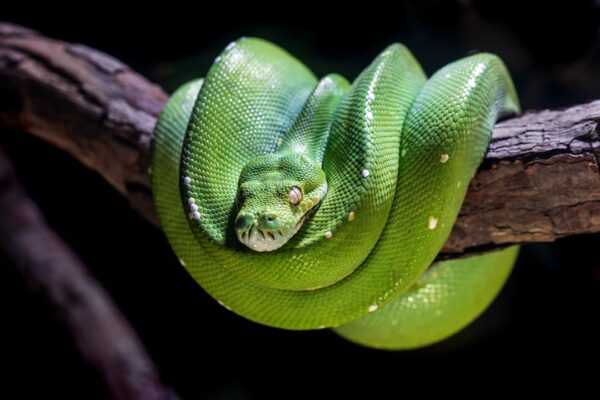 Photo Python