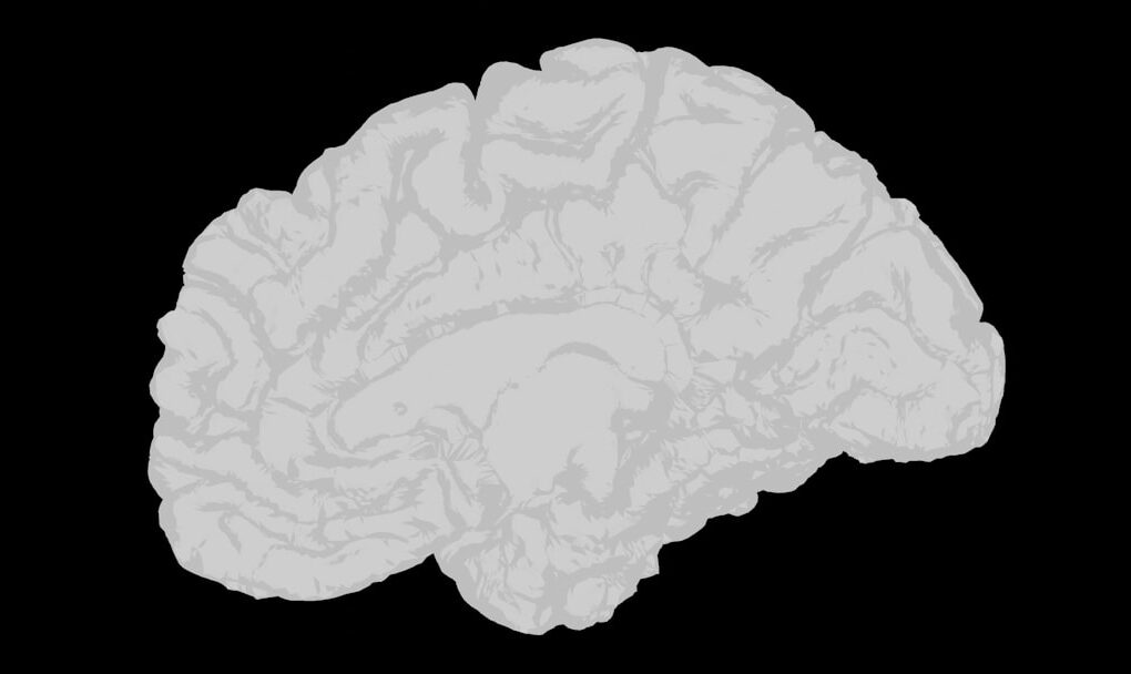 Photo Whole-Brain Child