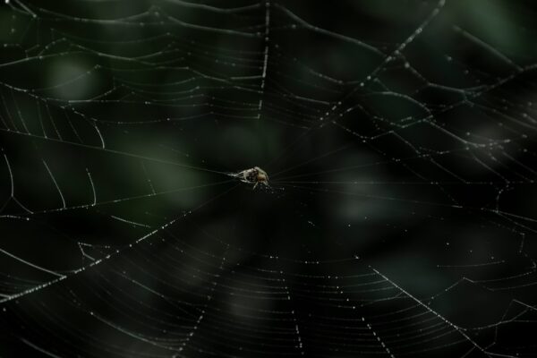 Photo Web APIs