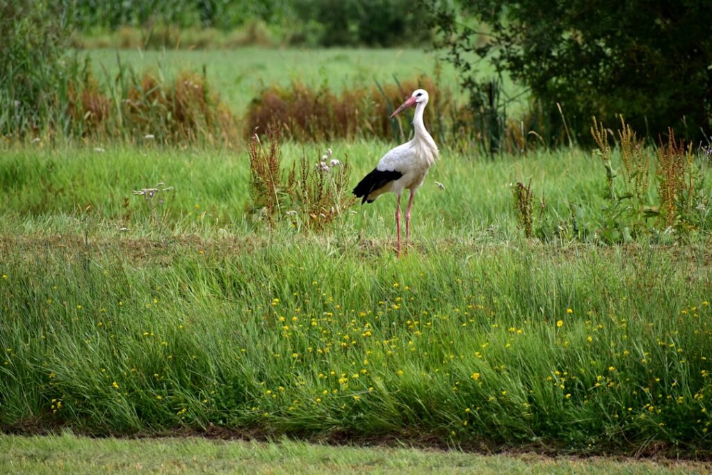 Photo Prince of the Marshes